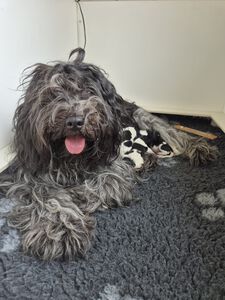 Schapendoes N-nest van de Roeskebeer